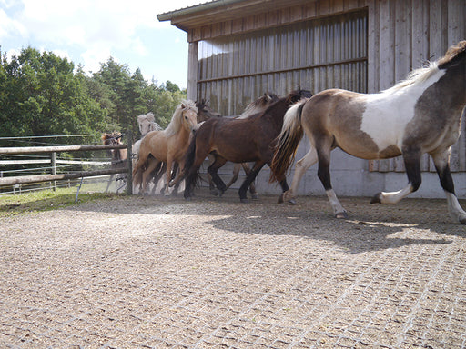 premium level horse arena in action